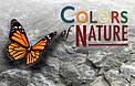 Educational Program: Colors of Nature
